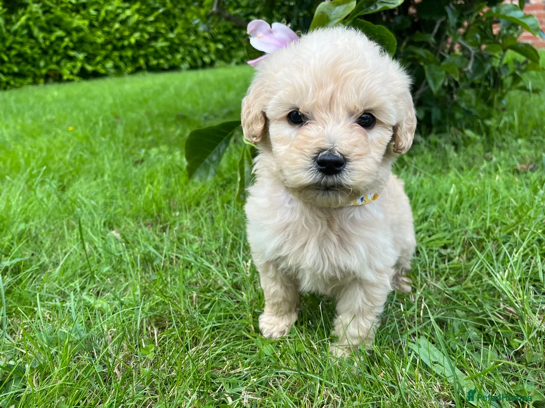 Goldendoodle dogs for sale: Standard GoldenDoodle Puppies - Advert 7