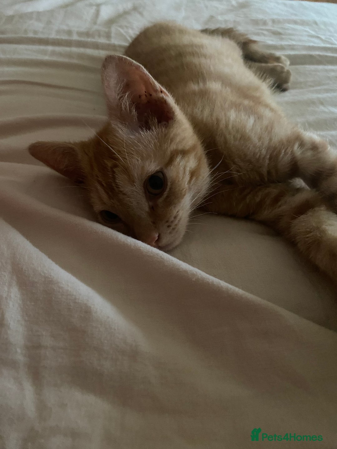 Mixed Breed cats for sale: Beautiful ginger boy kitten - Image 9
