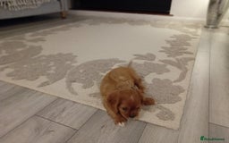 Cavalier King Charles Spaniel dogs for sale: Ruby boy 9 weeks old looking for forever home  - Advert 6