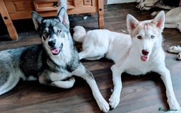 Siberian Husky dogs for sale: Emergency adoption needed - Image 1