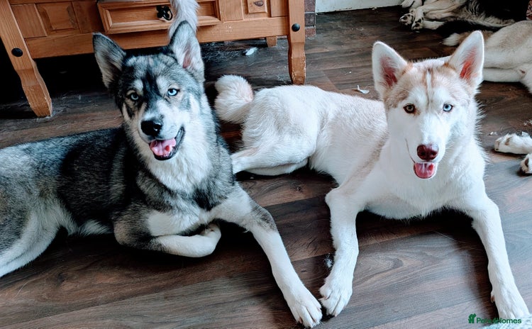 Siberian Husky dogs - Advert 1