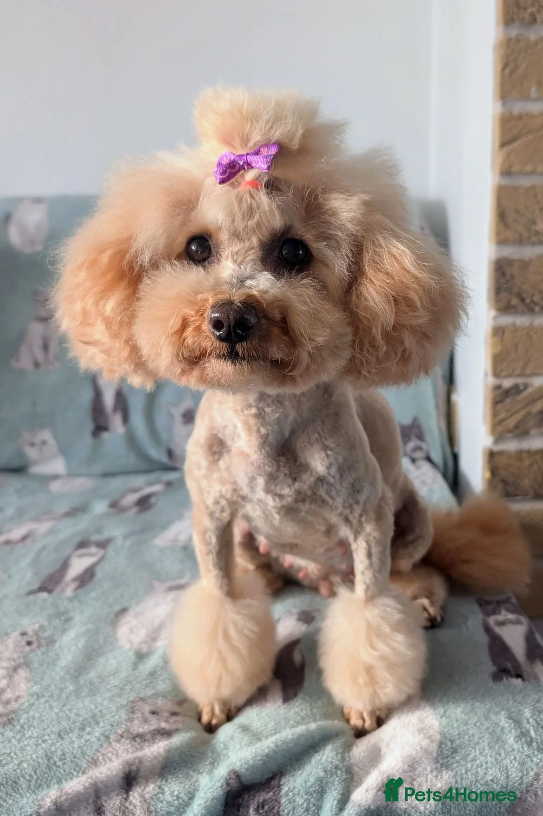Toy Poodle dogs for sale: ❤️Toy poodle waiting list❤️ - Advert 3