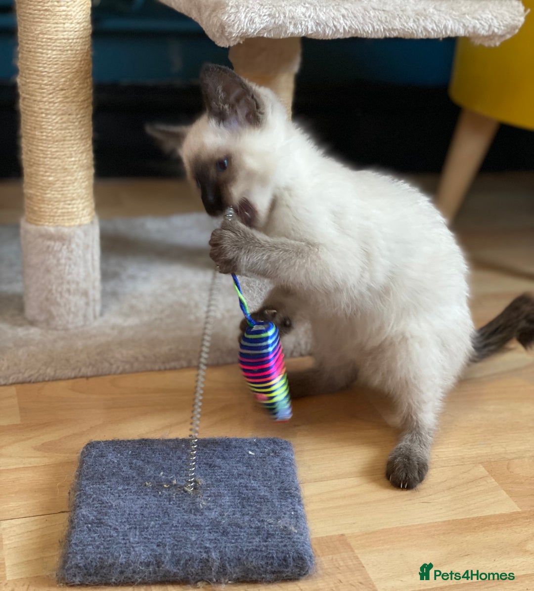 Siamese cats for sale: SIAMESE KITTENS - Image 15