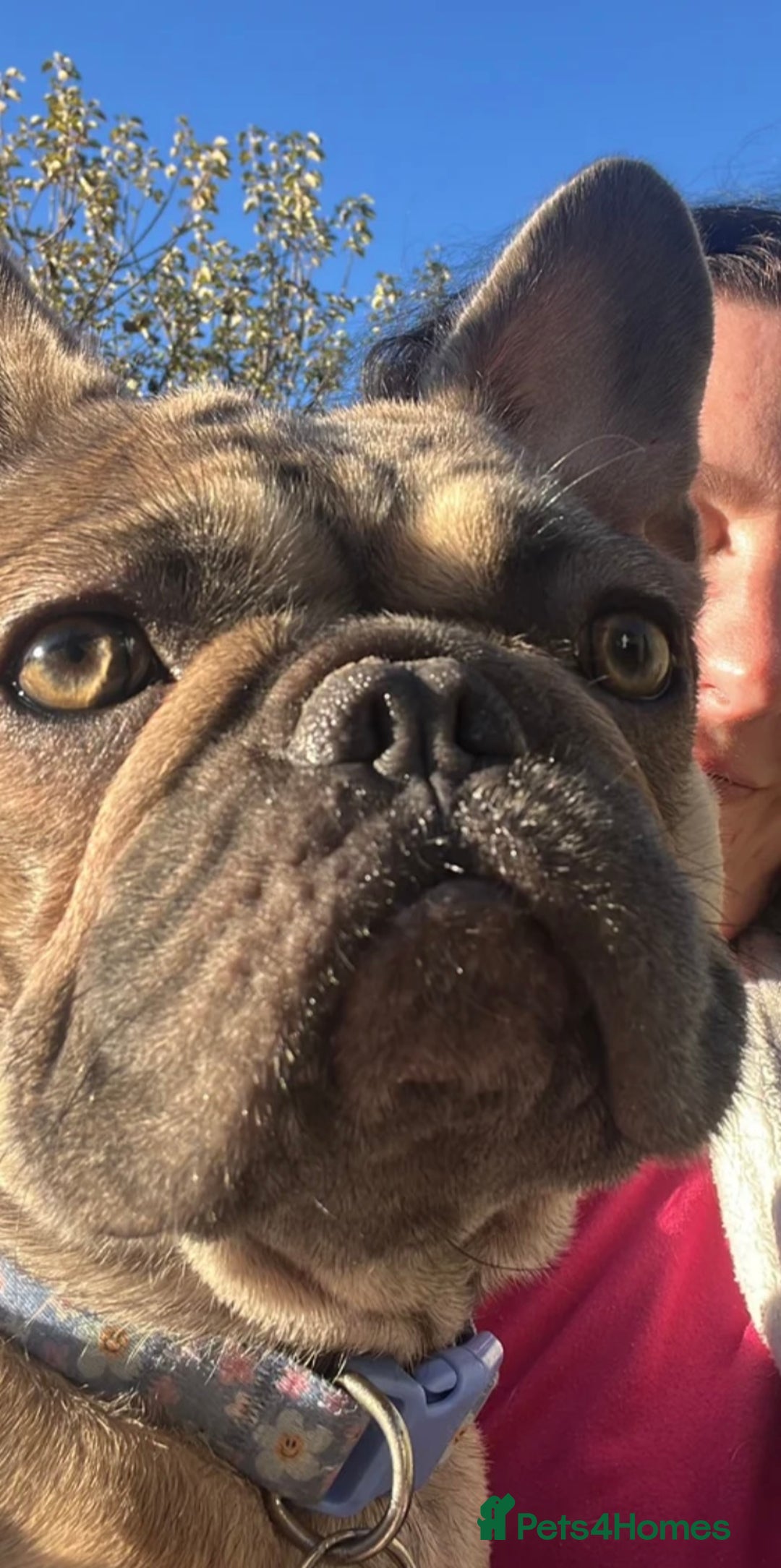 French Bulldog dogs for sale: 1 year old female blue fawn French bulldog  - Advert 7