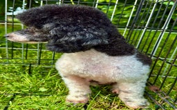 Poodle dogs for adoption: Zorro and Oreo: Two Little Souls Abandoned to Die - Image 5