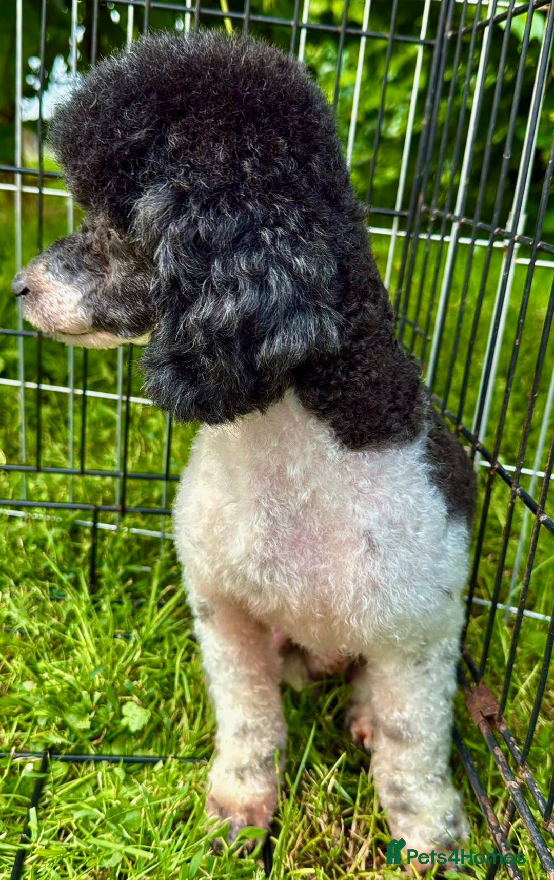 Poodle dogs for adoption: Zorro and Oreo: Two Little Souls Abandoned to Die - Image 5