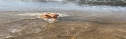 Cocker Spaniel dogs for stud: Health Tested Working Cocker  - Advert 7