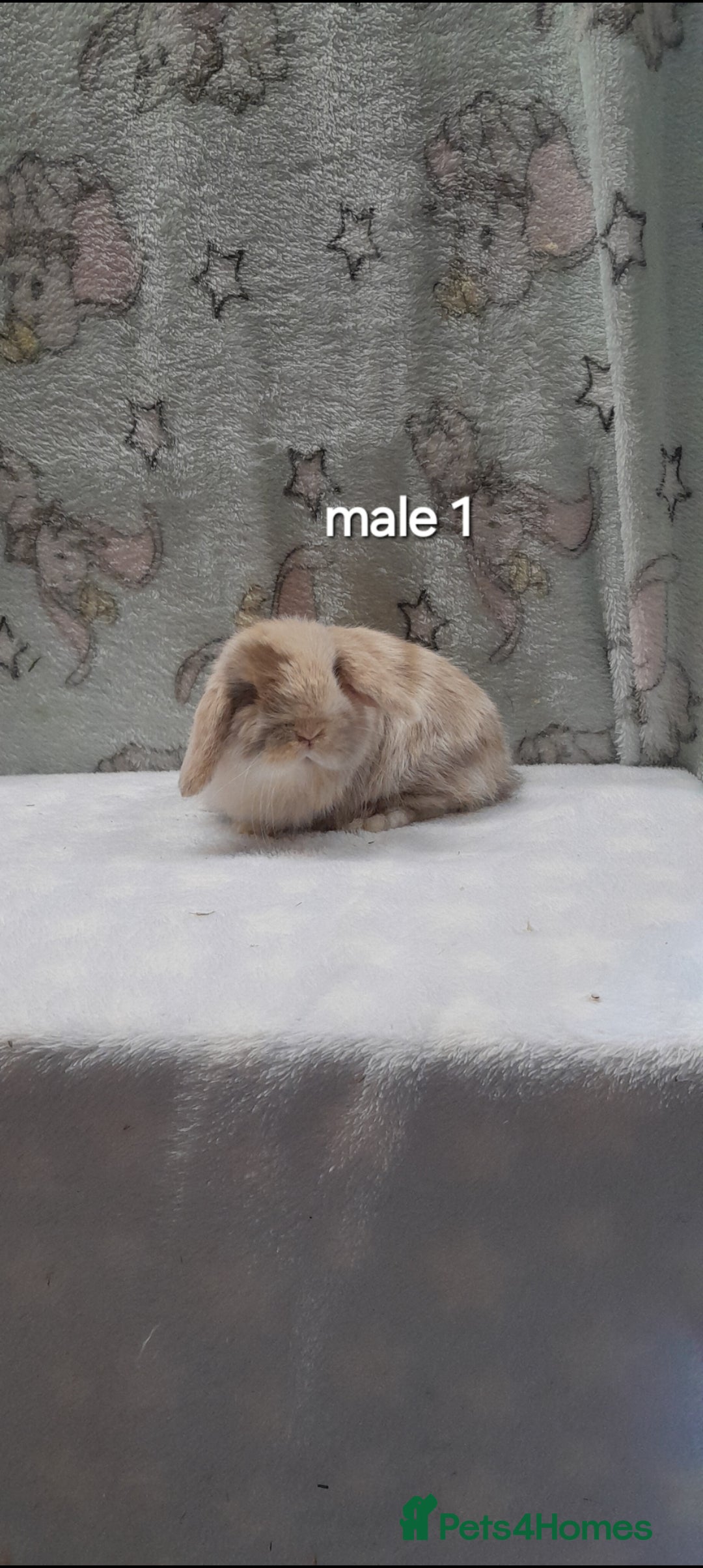 Mini Lop rabbits for sale: Purebred mini lops ready to reserve  - Advert 2