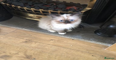 Ragdoll cats - Advert 15