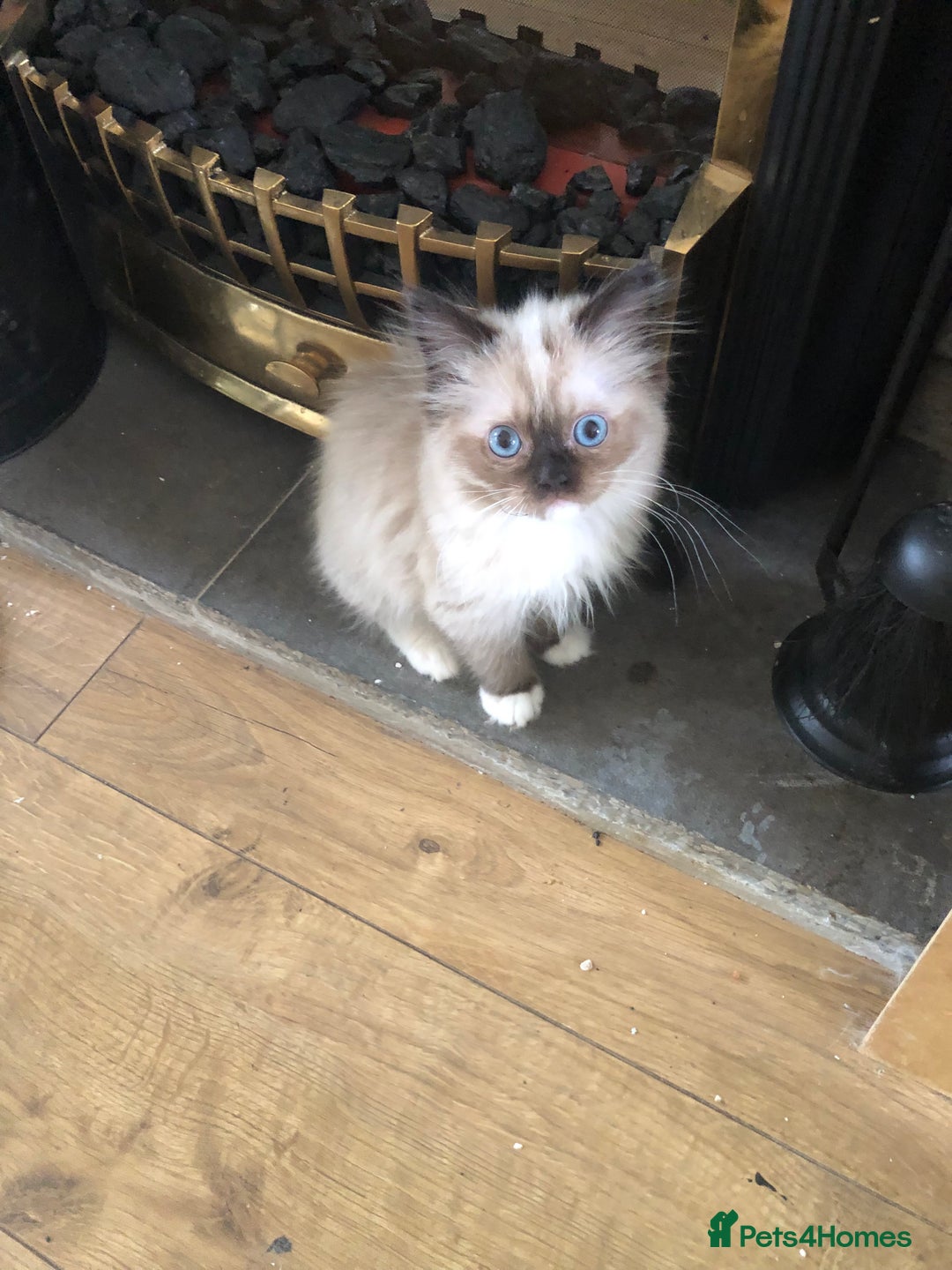 Ragdoll cats for sale: Beautiful Ragdoll kittens  - Image 2