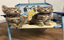 Domestic Shorthair cats for sale: 2 male tabbies - Image 4