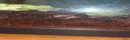 Snails invertebrates for sale: African Land Snails looking for new homes in Peterborough - Advert 3