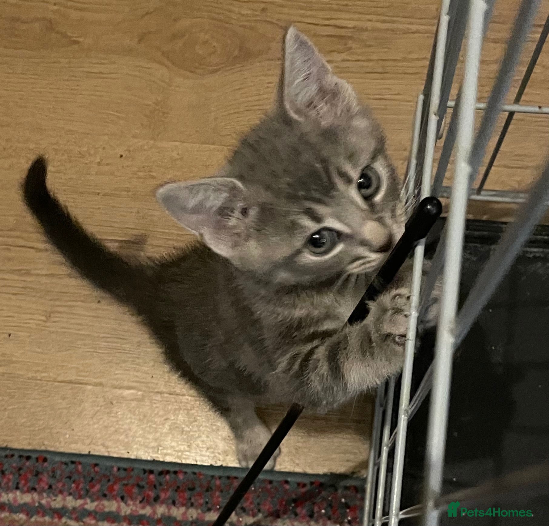 Mixed Breed cats Beautiful bunch looking for forever homes.❤️ - Advert 12