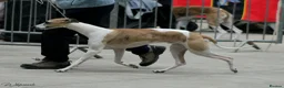 Whippet dogs for stud: Flerrow Rydings Romances - Advert 2