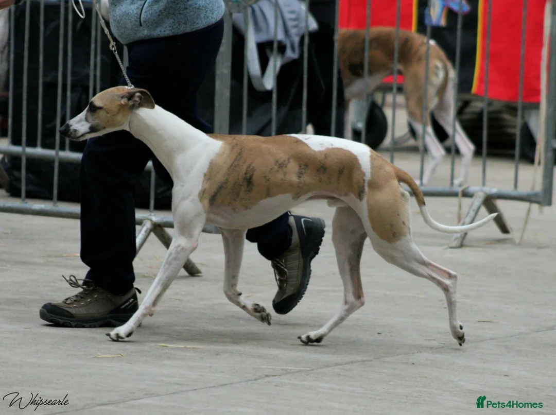 Whippet dogs for stud: Flerrow Rydings Romances - Advert 2