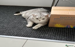 British Shorthair cats for sale: Adults Cats for Sale / loving home - Image 7