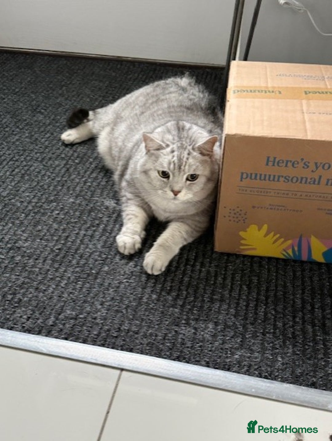 British Shorthair cats for sale: Adults Cats for Sale / loving home - Image 7