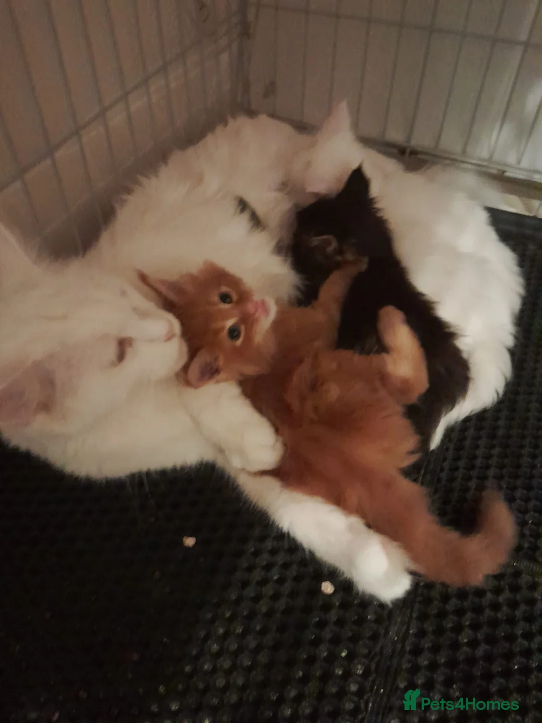 Maine Coon cats for sale: black/brown classic tabby MaineCoon Girl TICA reg - Advert 8