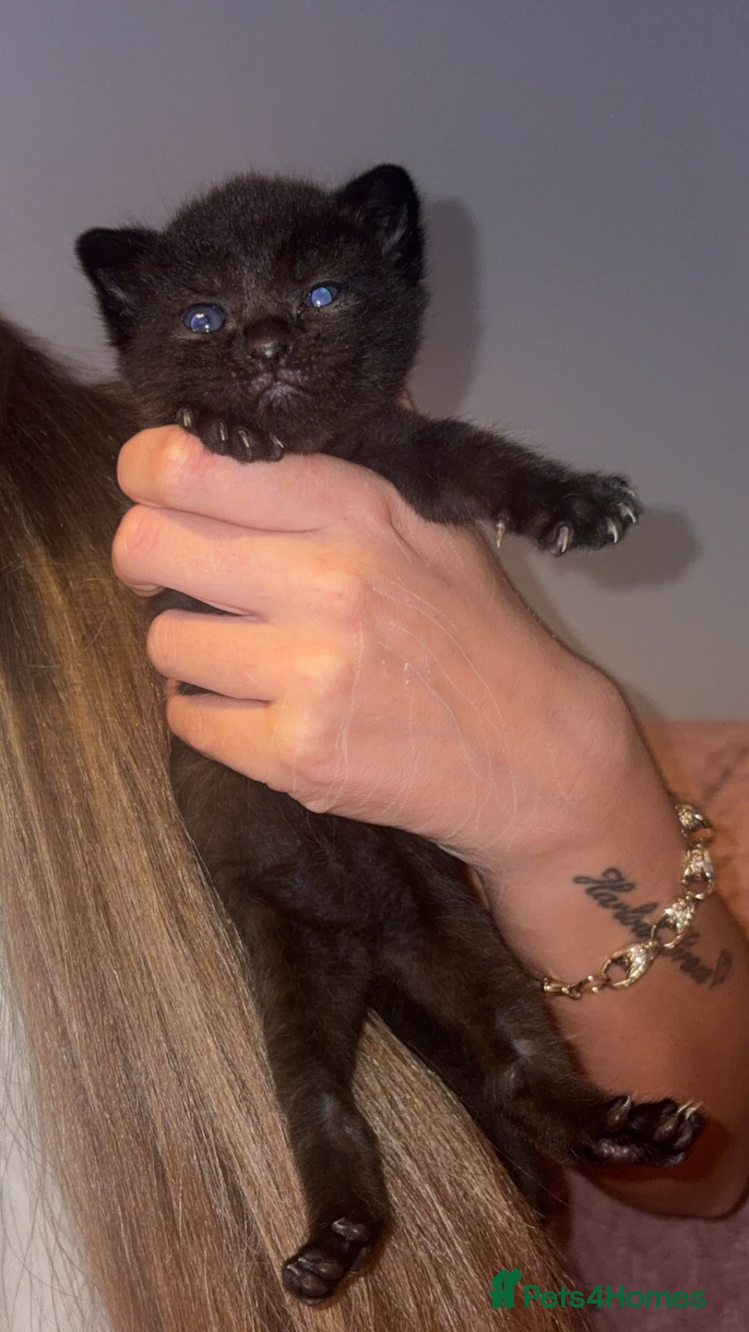 Mixed Breed cats for sale: Kittens for sale  - Image 5