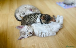Bengal cats for sale: F5 TICA REGISTERED SNOW AND BROWN BENGALS - Image 4