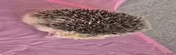Pygmy Hedgehog rodents for sale: Gorgeous girl for sale  - Advert 3