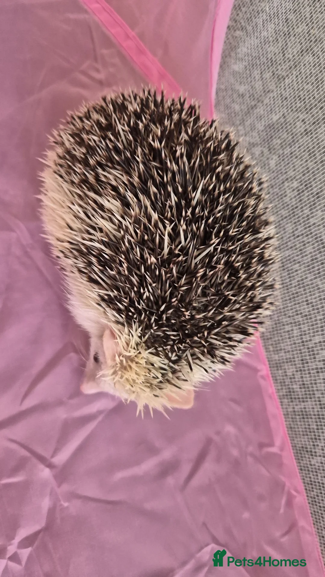 Pygmy Hedgehog rodents for sale: Gorgeous girl for sale  - Advert 3