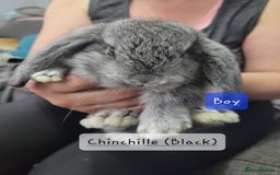 French Lop rabbits for sale: Pure Bred French Lop babies - Image 9