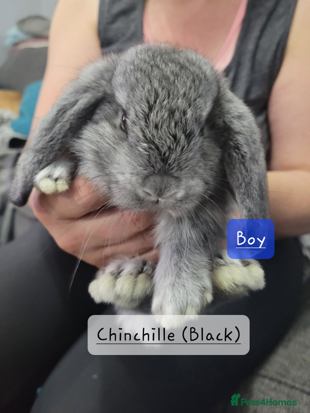 French Lop rabbits for sale: Pure Bred French Lop babies - Image 9