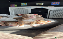 American Bully dogs for sale: American bully puppy twins available  - Image 4
