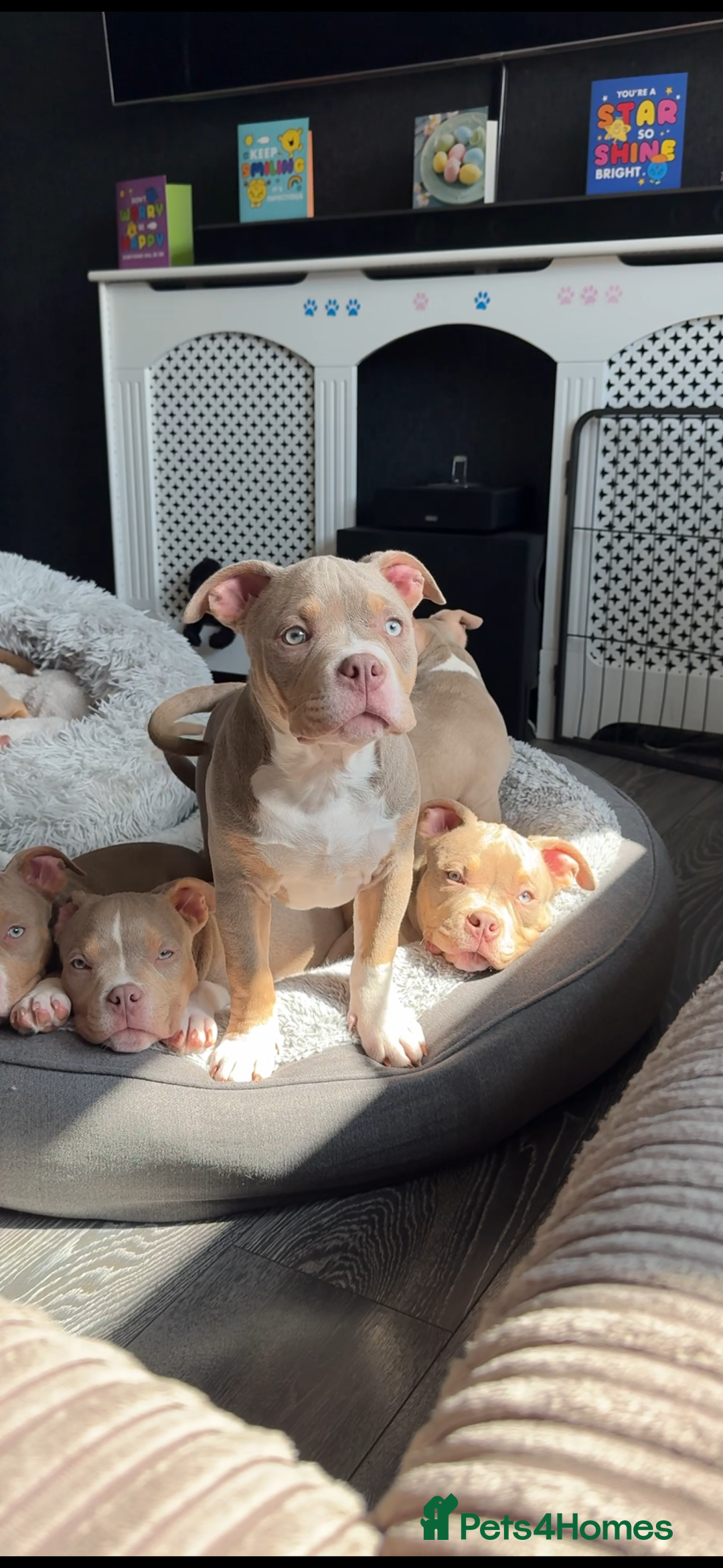 American Bully dogs for sale: American bully puppy twins available  - Image 4