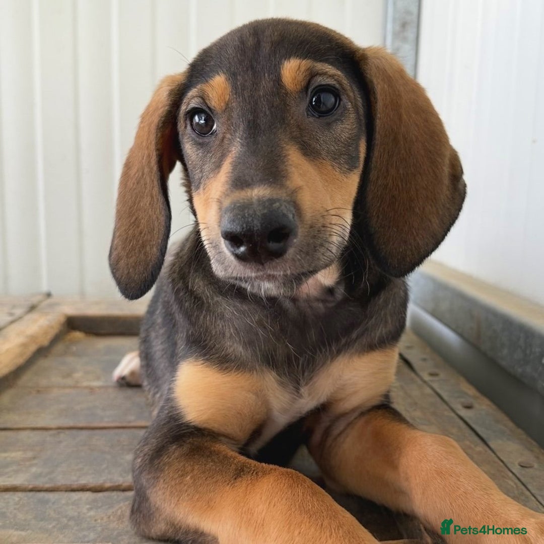 Mixed Breed dogs for adoption: Poppy (Hound/Shepherd mix) - Image 7