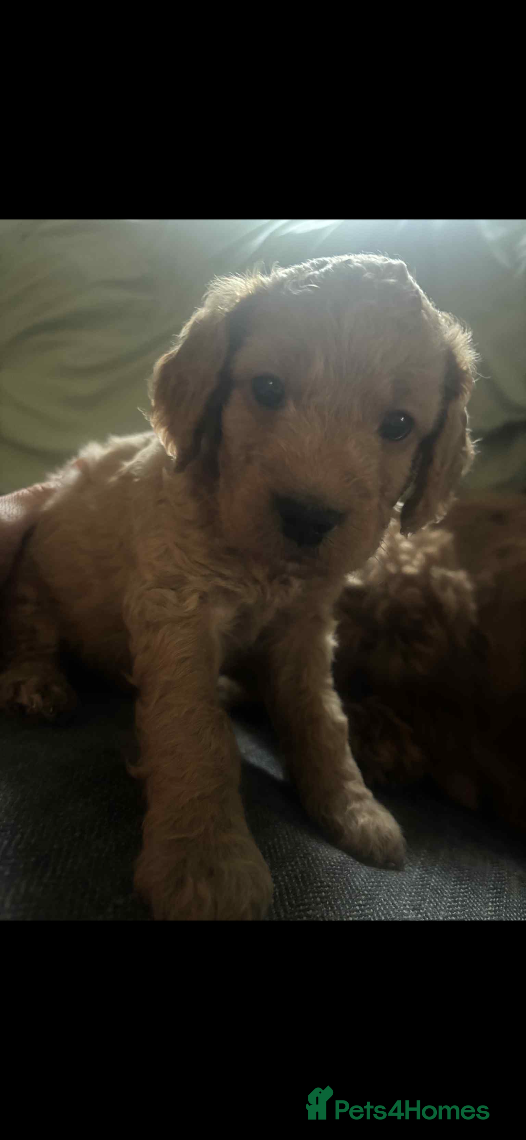 Cockapoo dogs for sale: F2 cockapoo pups  - Image 3