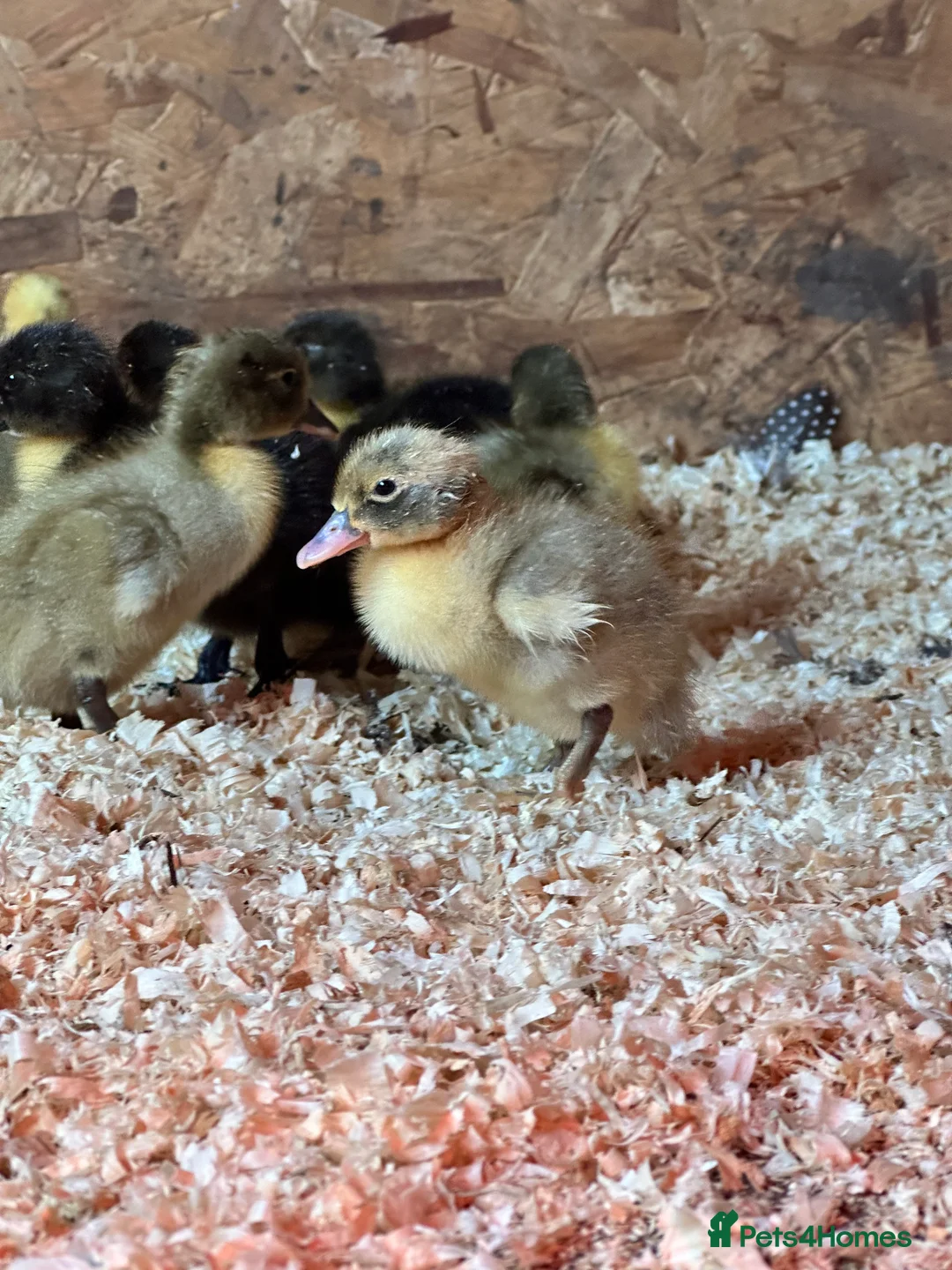 Ducks poultry for sale: Unsexed runner ducklings ducks  - Advert 6