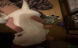 Jack Russell dogs for sale: Beautiful jack Russell terrier puppies  - Image 16