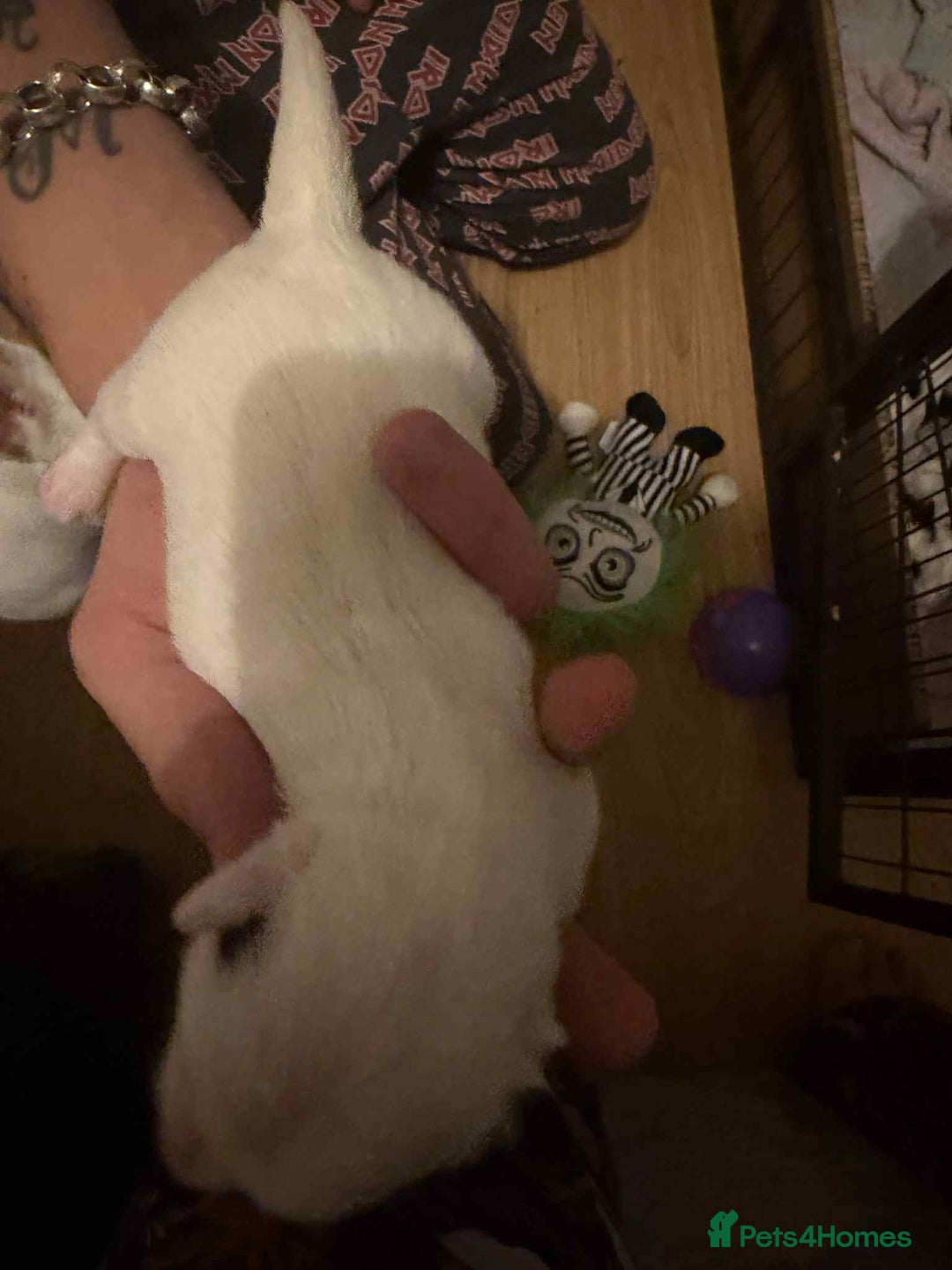 Jack Russell dogs for sale: Beautiful jack Russell terrier puppies  - Image 16