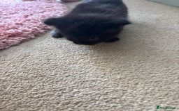 British Shorthair cats for sale: 1 Gorgeous Black kitten Remaining - Image 24