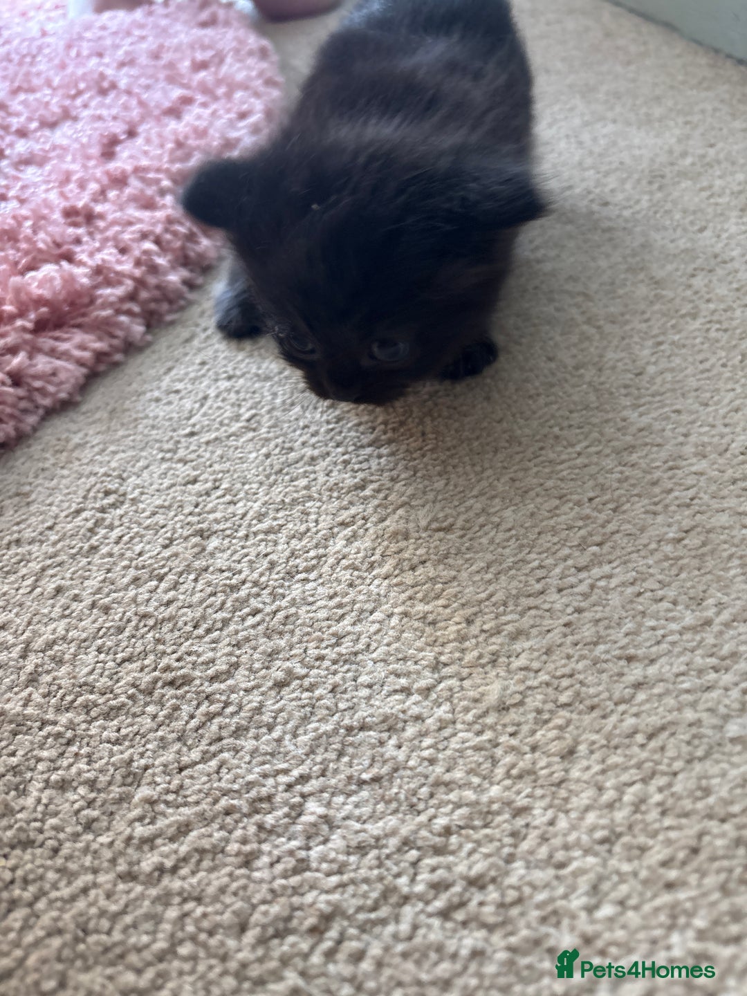 British Shorthair cats for sale: 1 Gorgeous Black kitten Remaining - Image 24
