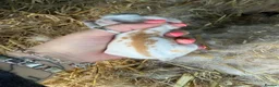 Mixed Breed rabbits for sale: Continental giant x French lop (big breed) - Advert 5