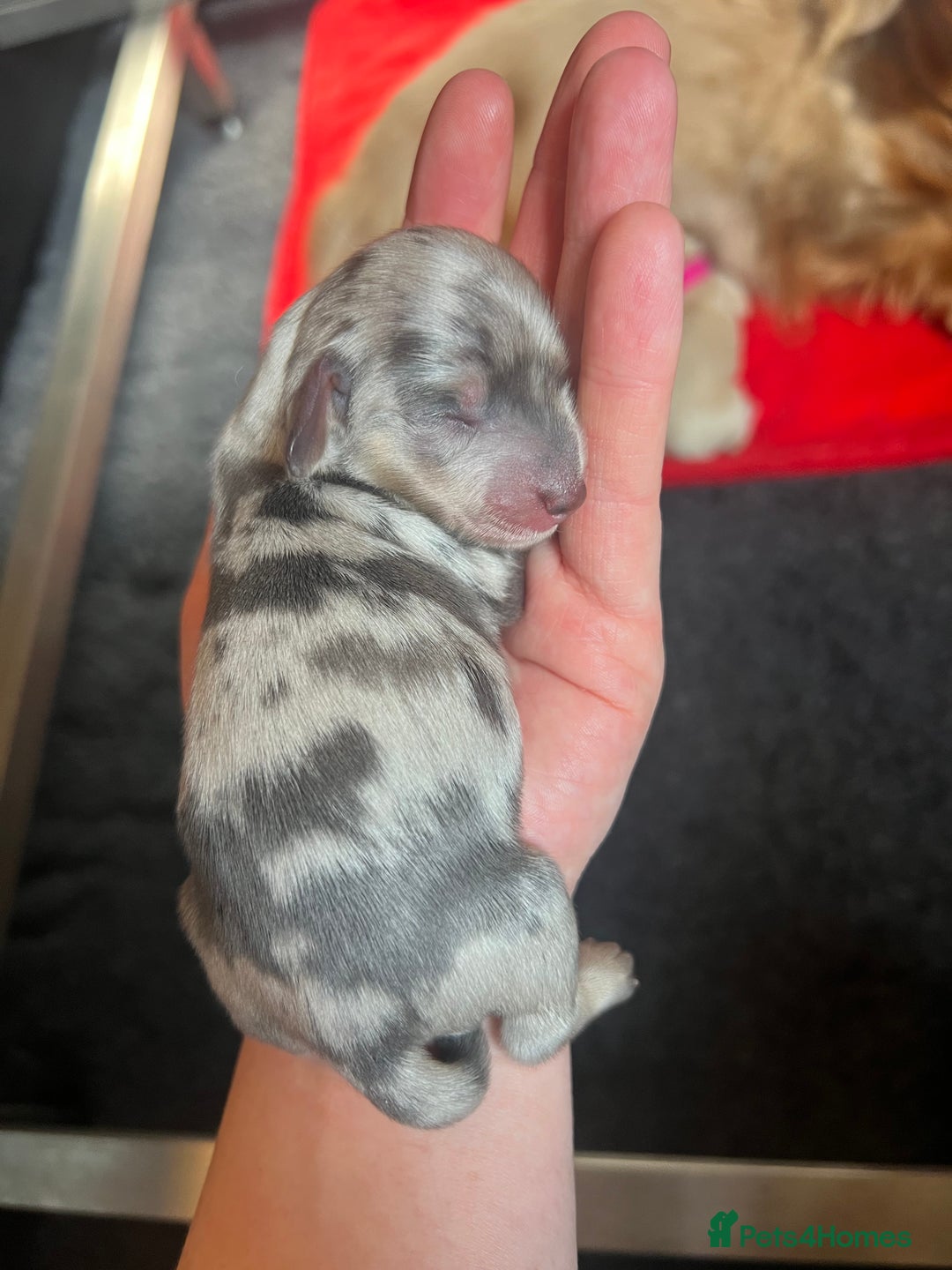 Miniature Dachshund dogs for sale: KC Long Haired Cream Carriers Miniature Dachshunds - Image 23