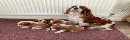 Cavalier King Charles Spaniel dogs for sale: Super KC blenheim pups - health tested parents - Advert 5