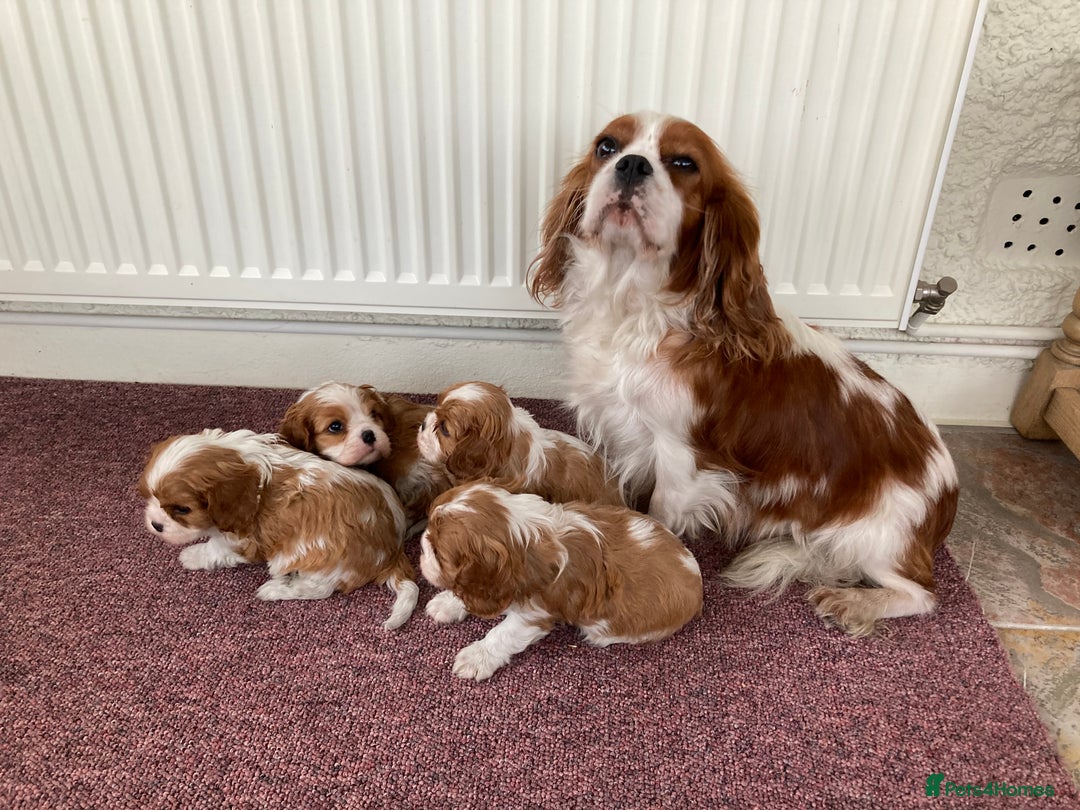 Cavalier King Charles Spaniel dogs for sale: Super KC blenheim pups - health tested parents - Image 2