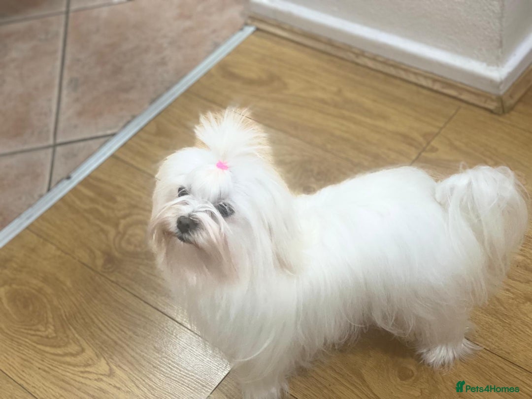 Maltese dogs for sale: Beautiful Korean Maltese 🤍🐶 - Image 11