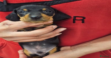 Miniature Dachshund dogs - Advert 12