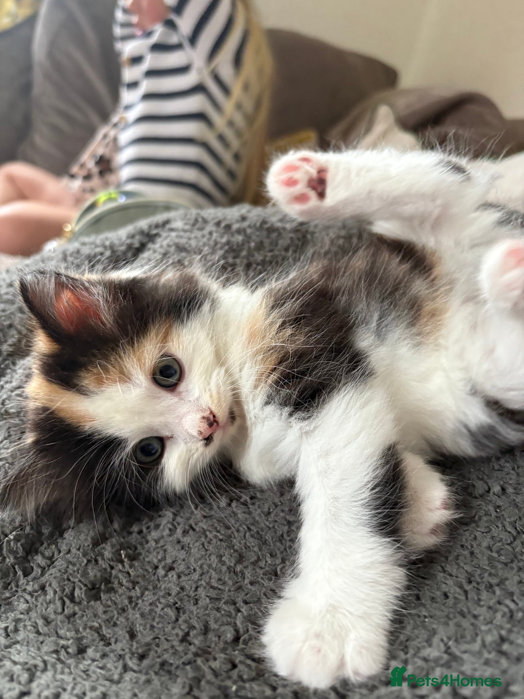 British Longhair cats for sale: Ginger tortoishell and calico male & female kitten - Image 11