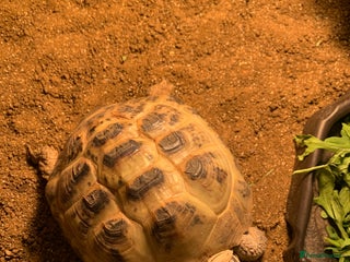 Tortoise reptiles Horsefield Tortoise (5yrs old born 2020 - Advert 1