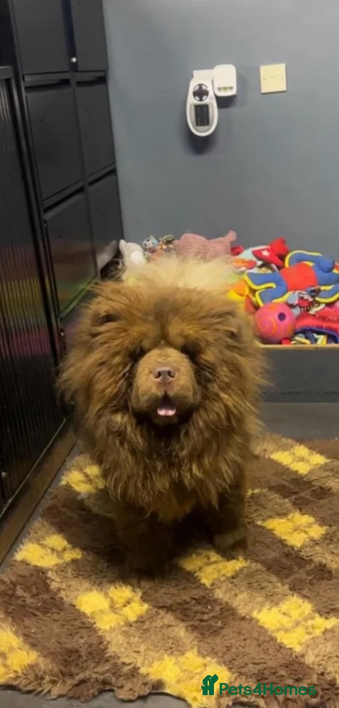 Chow Chow dogs for sale: Outstanding rare solid lilac male chow chow puppy  - Advert 9