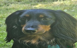 Dachshund dogs for stud: Long haired Dachshund for Stud  - Image 4