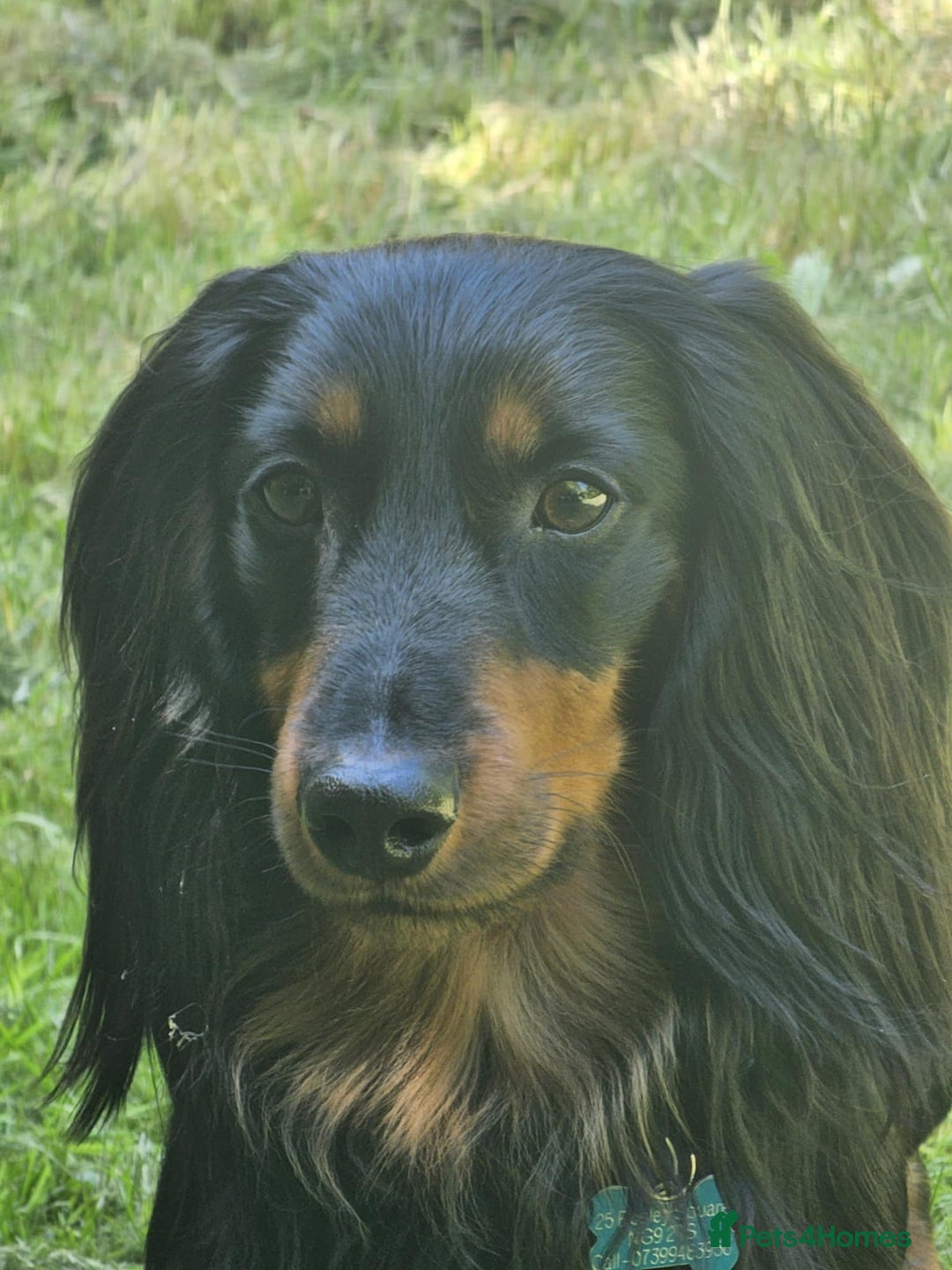 Dachshund dogs for stud: Long haired Dachshund for Stud  - Image 4