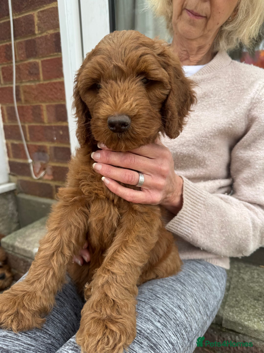 Aussiedoodle dogs for sale: Australian labradoodle puppies  - Image 6