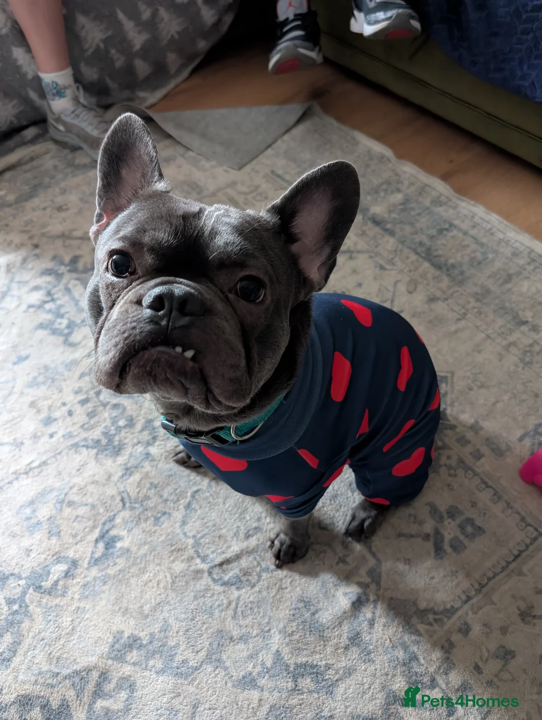 French Bulldog dogs for stud: Stud available  in Cupar - Advert 2